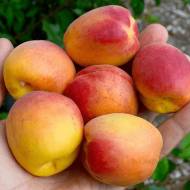 Саженец Абрикос Персиковый в контейнере